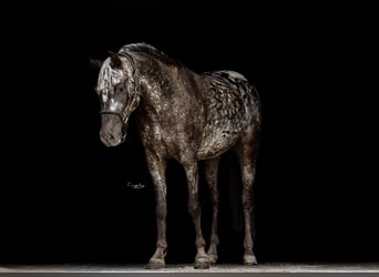 Felinski Pony, Wallach, 5 Jahre, 140 cm, Tigerschecke