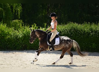 Felinski Pony, Wallach, 5 Jahre, 140 cm, Tigerschecke