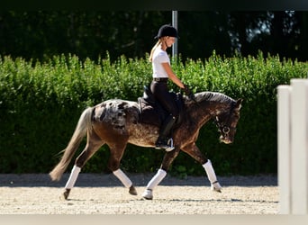 Felinski Pony, Wallach, 5 Jahre, 142 cm, Tigerschecke