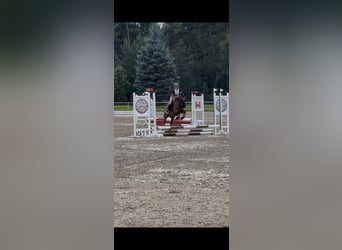 Felinski Pony, Wallach, 7 Jahre, 141 cm, Brauner