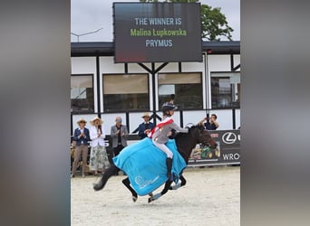 Felinski Pony, Wallach, 8 Jahre, 128 cm, Brauner