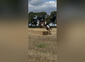 Felinski Pony, Wallach, 9 Jahre, 143 cm, Tigerschecke