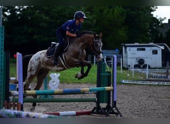 Felinski Pony, Wallach, 9 Jahre, 143 cm, Tigerschecke