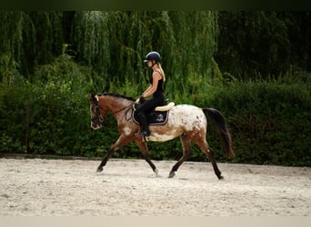 Felinski Pony, Wallach, 9 Jahre, 143 cm, Tigerschecke