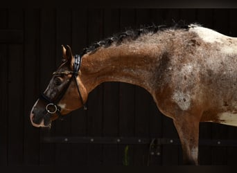Felinski Pony, Wallach, 9 Jahre, 143 cm, Tigerschecke