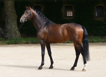 Westphalian, Stallion, 8 years, 16.2 hh, Brown
