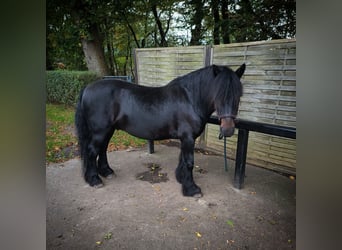 Fell pony, Gelding, 10 years, 13 hh, Black