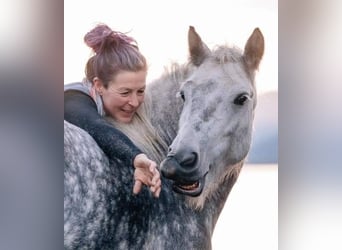 Fellpony, Wallach, 10 Jahre, 13 hh, Schimmel