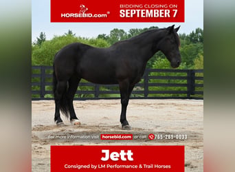 Fell pony, Gelding, 11 years, 14 hh, Black