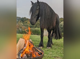 Fell pony, Gelding, 12 years, 13.2 hh, Black
