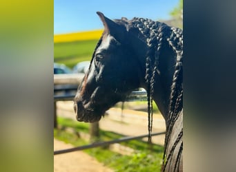 Fell pony, Gelding, 12 years, 13.2 hh, Black