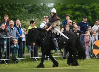 Fell pony, Gelding, 15 years, 13.3 hh, Black