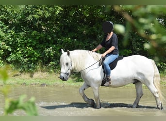 Fell pony, Gelding, 15 years, 14 hh, Gray