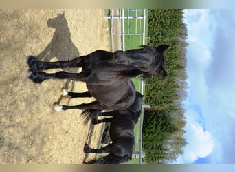 Fell pony, Gelding, 1 year, 13.1 hh, Black