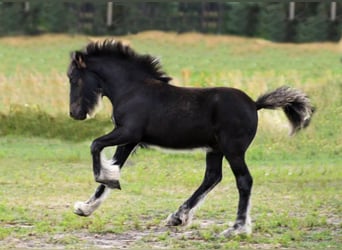 Fellpony, Wallach, 1 Jahr, 13,1 hh, Rappe