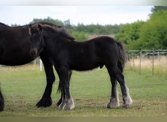 Fellpony, Wallach, 1 Jahr, 13,1 hh, Rappe