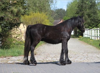 Fellpony, Wallach, 1 Jahr, 13,1 hh, Rappe