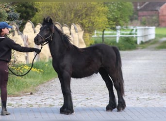 Fellpony, Wallach, 1 Jahr, 13,1 hh, Rappe