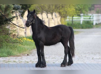 Fellpony, Wallach, 1 Jahr, 13,1 hh, Rappe