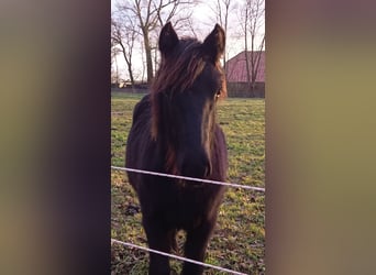 Fell pony, Gelding, 1 year, 13,2 hh, Black