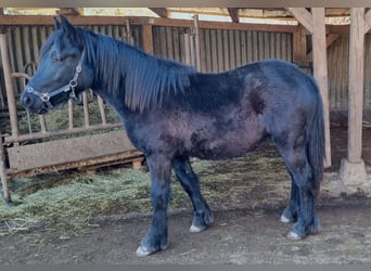 Fell pony, Gelding, 1 year, 13,3 hh, Black