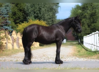 Fell pony, Gelding, 2 years, 13.2 hh, Black