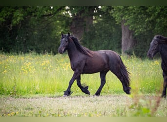 Fell pony, Gelding, 2 years, 13,2 hh, Black