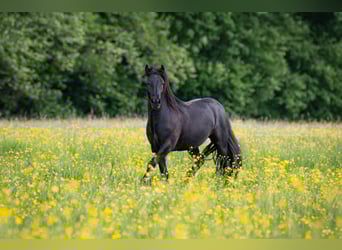 Fell pony, Gelding, 2 years, 14 hh, Black