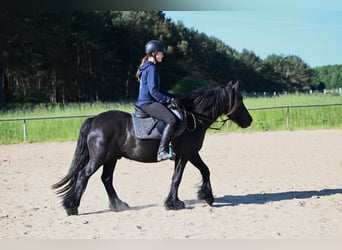 Fell pony, Gelding, 3 years, 13.2 hh, Black