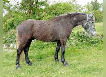 Fell pony, Gelding, 3 years, 13.2 hh, Gray-Dark-Tan