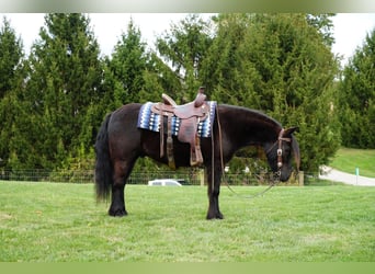 Fell pony, Gelding, 4 years, 13,3 hh, Black
