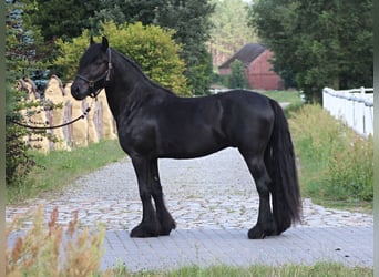 Fell pony, Gelding, 4 years, 14,1 hh, Black