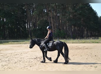 Fell pony, Gelding, 4 years, 14,1 hh, Black
