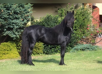 Fell pony, Gelding, 4 years, 14,1 hh, Black