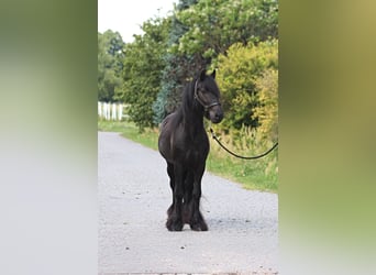 Fell pony, Gelding, 4 years, 14,1 hh, Black