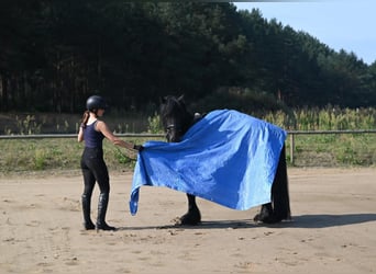 Fell pony, Gelding, 4 years, 14,1 hh, Black