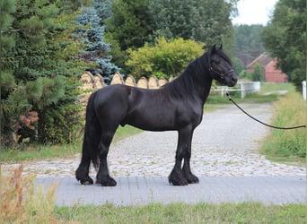Fell pony, Gelding, 4 years, 14,1 hh, Black