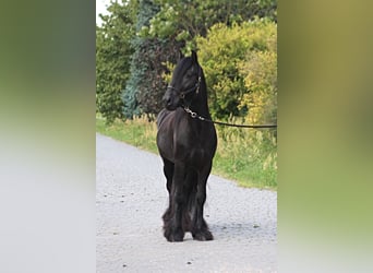 Fell pony, Gelding, 4 years, 14,1 hh, Black