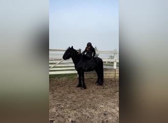 Fell pony, Gelding, 4 years, 14,1 hh, Black