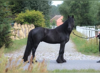 Fell pony, Gelding, 4 years, 14,1 hh, Black