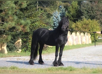 Fell pony, Gelding, 4 years, 14,1 hh, Black