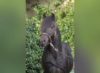 Fell pony, Gelding, 4 years, 14,1 hh, Black