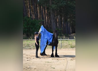 Fell pony, Gelding, 4 years, 14,1 hh, Black