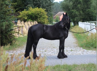 Fell pony, Gelding, 4 years, 14,1 hh, Black