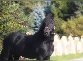 Fell pony, Gelding, 4 years, 14,1 hh, Black