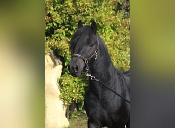 Fell pony, Gelding, 4 years, 14,1 hh, Black