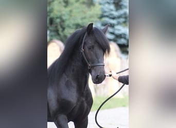 Fell pony, Gelding, 4 years, 14,1 hh, Black