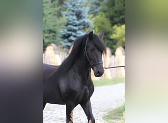 Fell pony, Gelding, 4 years, 14,1 hh, Black