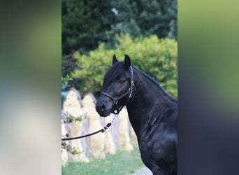 Fell pony, Gelding, 4 years, 14,1 hh, Black