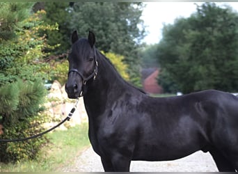 Fell pony, Gelding, 4 years, 14,1 hh, Black
